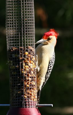 Red-bellied Woodpecker