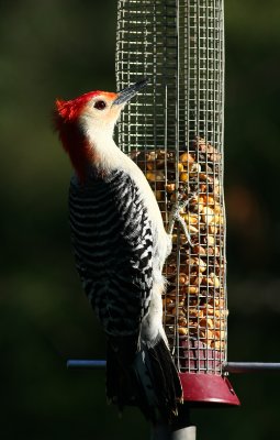 Red-bellied Woodpecker