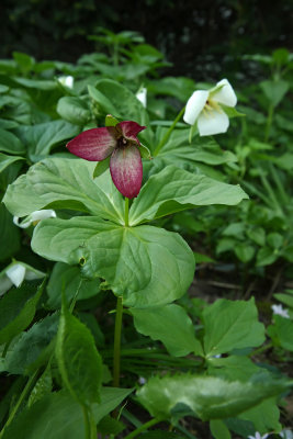 Trillium simile