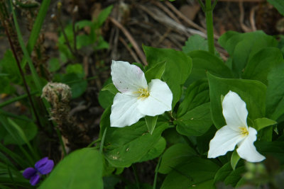 Trillium grandiflorum