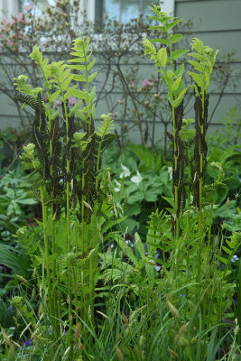 Interrupted Fern (Osmunda claytoniana)