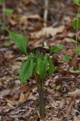 Jack-in-the-Pulpit (Arisaema triphyllum)