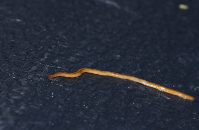 Hammerhead Flatworm (Land Planarian)