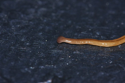 Hammerhead Flatworm (Land Planarian)