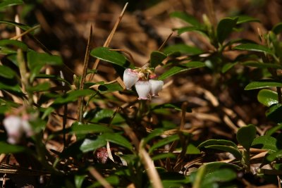 Bearberry (Arctostaphylos uva-ursi)