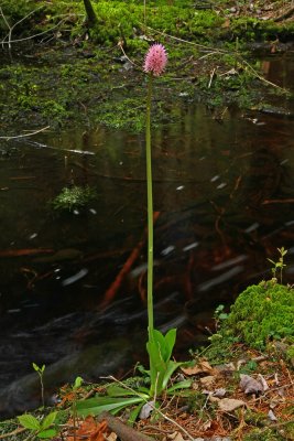 Swamp Pink (Helonias bullata)