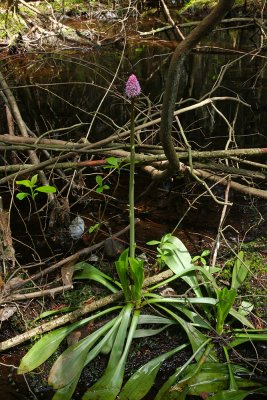 Swamp Pink (Helonias bullata)