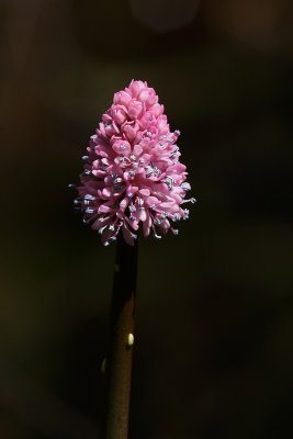 Swamp Pink (Helonias bullata)