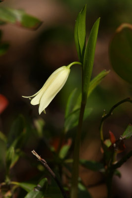 Uvularia puberula var. nitida- (Pine Barrens Bellwort)