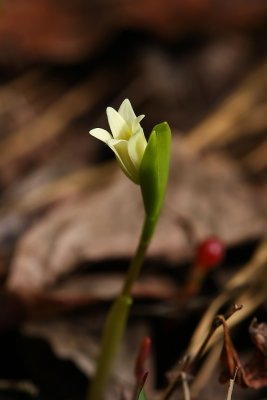 Pine Barrens Bellwort (Uvularia puberula var. nitida)