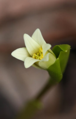 Pine Barrens Bellwort (Uvularia puberula var. nitida)