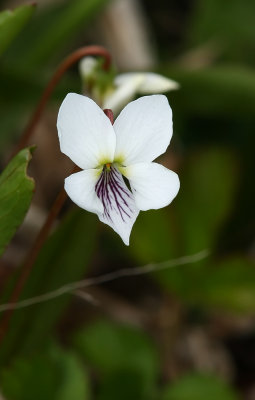 Lance-leaved Violet (Viola lanceolata)