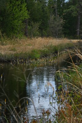 Golden Club (Orontium aquaticum)