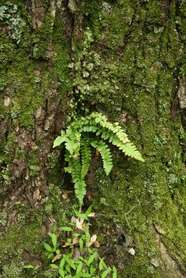 Asplenium platyneuron (Ebony Spleenwort)