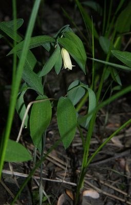 Sessile Bellwort (Uvularia sessilifolia)