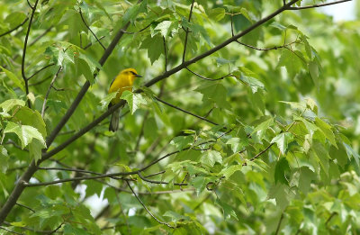 Blue-winged Warbler