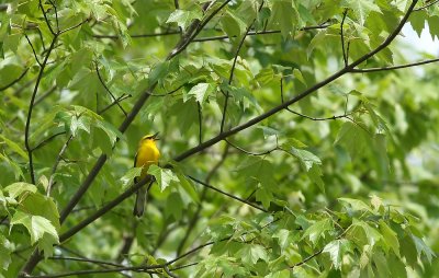 Blue-winged Warbler