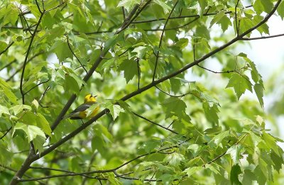 Blue-winged Warbler