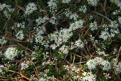 Sand Myrtle (Leiophyllum (Kalmia) buxifolium)