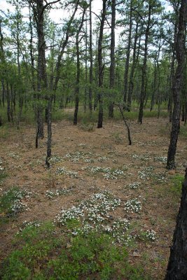 Sand Myrtle (Leiophyllum (Kalmia) buxifolium)