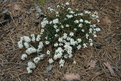 Sand Myrtle (Leiophyllum (Kalmia) buxifolium)