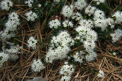 Sand Myrtle (Leiophyllum (Kalmia) buxifolium)