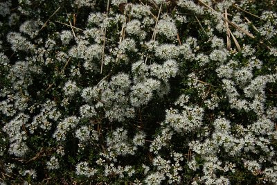 Sand Myrtle (Leiophyllum (Kalmia) buxifolium)