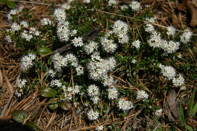 Sand Myrtle (Leiophyllum (Kalmia) buxifolium)