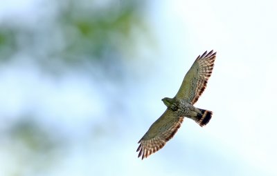 Broad-winged Hawk!