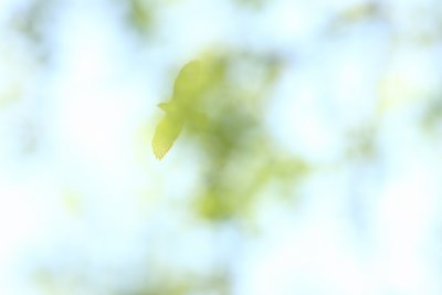Broad-winged Hawk!