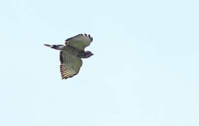 Broad-winged Hawk!