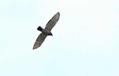 Broad-winged Hawk!