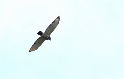 Broad-winged Hawk!