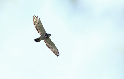 Broad-winged Hawk!