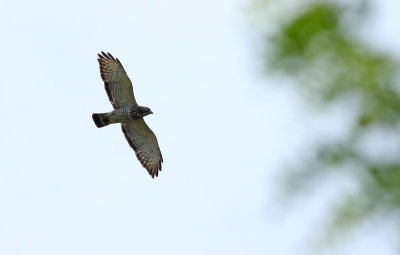 Broad-winged Hawk!