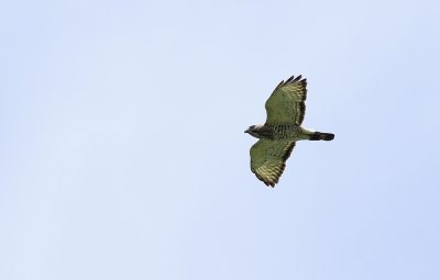 IMG_4098.jpg