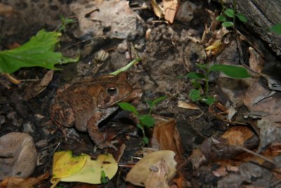 American Toad