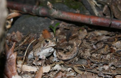 American Toad