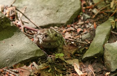 American Toad