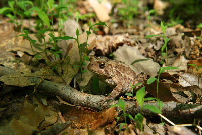 American Toad