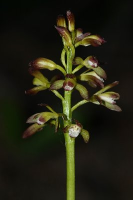 Puttyroot (Aplectrum hyemale)-with flash