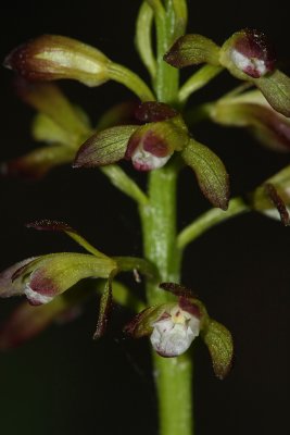Puttyroot (Aplectrum hyemale)