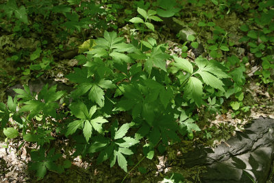 Virginia Waterleaf (Hydrophyllum virginianum)