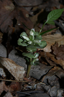 Pennywort (Obolaria virginica)