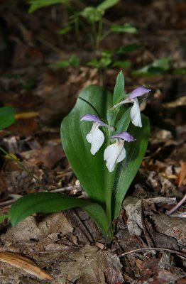 Showy Orchis (Galearis spectabilis)