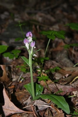 Showy Orchis (Galearis spectabilis)