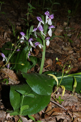 Showy Orchis (Galearis spectabilis)