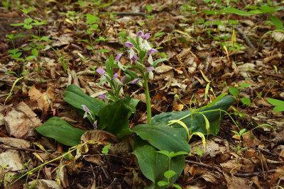 Showy Orchis (Galearis spectabilis)