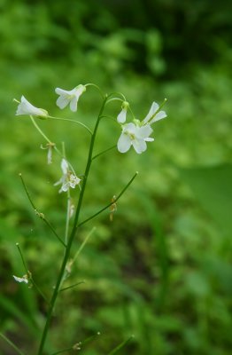 Spring Cress (Cardamine bulbosa)