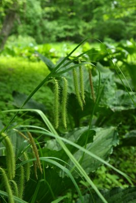 Fringed Sedge (Carex crinita)